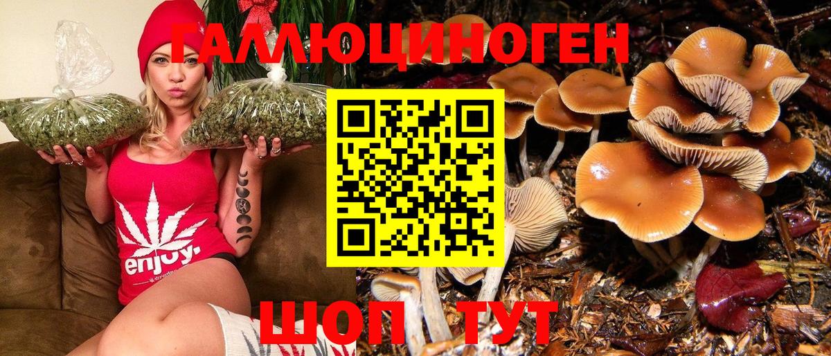 Галлюциногенные грибы Cubensis Пятигорск